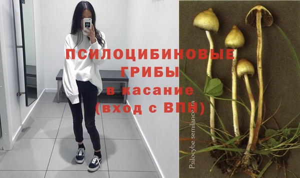 индика Аркадак